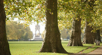 Trees_in_the_royal_parks_signpost