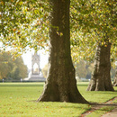 Trees_in_the_royal_parks_small_square