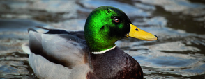 Duck_on_water_signpost