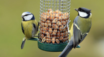 Blue_tit_s_eating_nuts_signpost